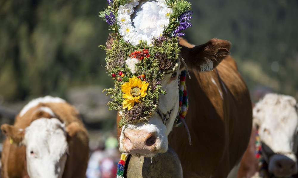 Rientro del bestiame e festa del ringraziamento: vivere la tradizione in prima persona